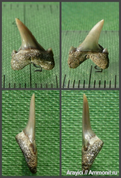 Украина, Chondrichthyes, Elasmobranchii, Archaeolamna, Selachimorpha, Lamniformes, Archaeolamnidae, Cenomanian, Upper Cretaceous
