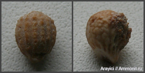 морские ежи, Украина, Echinoidea, Cidaroida, иглы морских ежей, Balanocidaris, Coniacian, Upper Cretaceous, Cidaroidea, Psychocidaridae