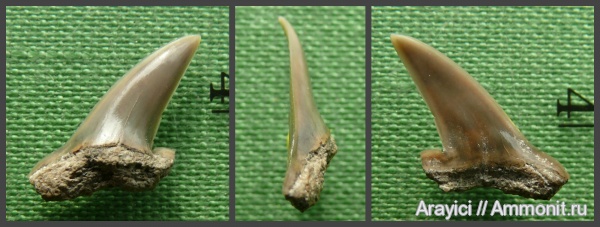 Украина, зубы акул, Chondrichthyes, Elasmobranchii, Selachimorpha, Lamniformes, Paranomotodon, Cenomanian, Upper Cretaceous