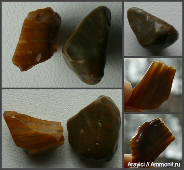 палеоген, окаменевшее дерево, Украина