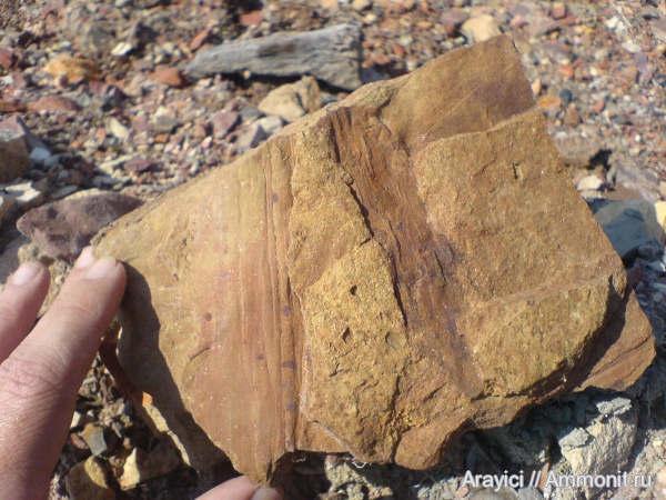 карбон, Carboniferous, голосеменные, Украина, Нововолынск