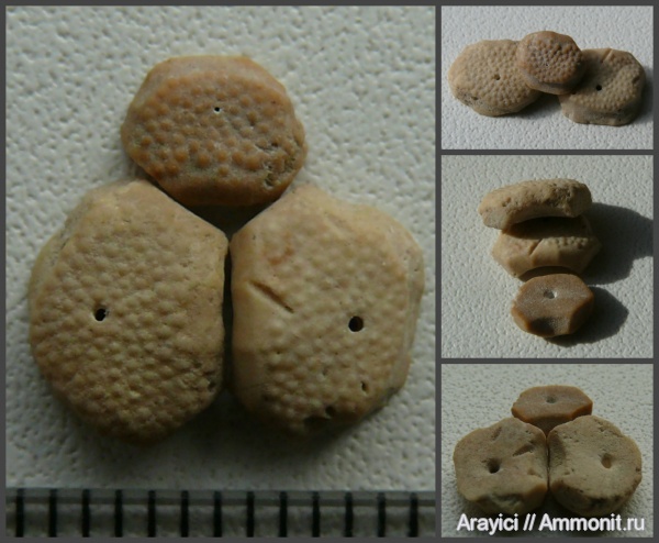 морские ежи, иглокожие, Украина, Echinoidea, Coniacian, Upper Cretaceous, genital plate, генитальные пластинки