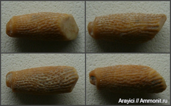 морские ежи, Украина, Echinoidea, иглы морских ежей, Coniacian, Upper Cretaceous