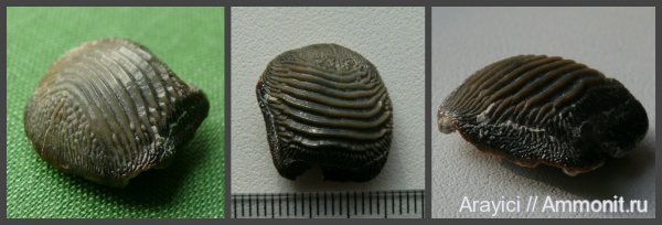 Украина, Ptychodus, Chondrichthyes, Elasmobranchii, Selachimorpha, Hybodontiformes, Hybodontoidea, Ptychodus decurrens, Ровенская область, Cenomanian, Upper Cretaceous, Ptychodontidae