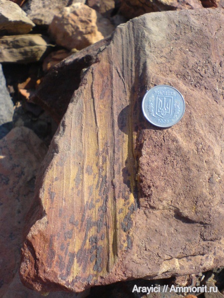 карбон, Carboniferous, голосеменные, Украина, башкирский ярус, Нововолынск