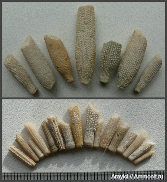 морские ежи, Украина, Echinoidea, иглы морских ежей, Coniacian, Upper Cretaceous