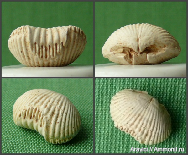 Украина, brachiopoda, Rhynchonellida, Cyclothyris, Rhynchonellata, Cyclothyrididae, Upper Cretaceous, Волынская область