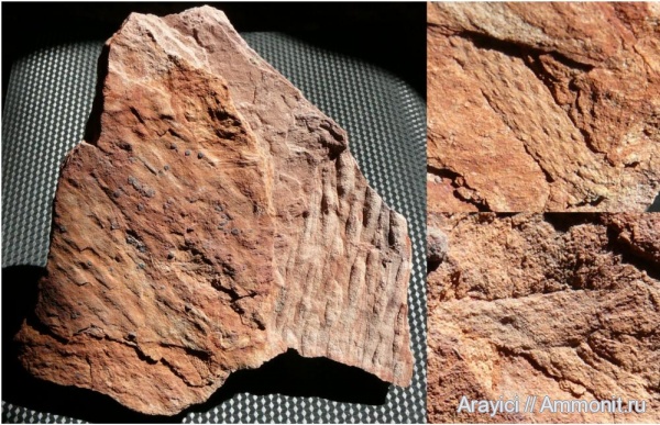 карбон, Carboniferous, Украина, Lepidodendron, башкирский ярус, Нововолынск