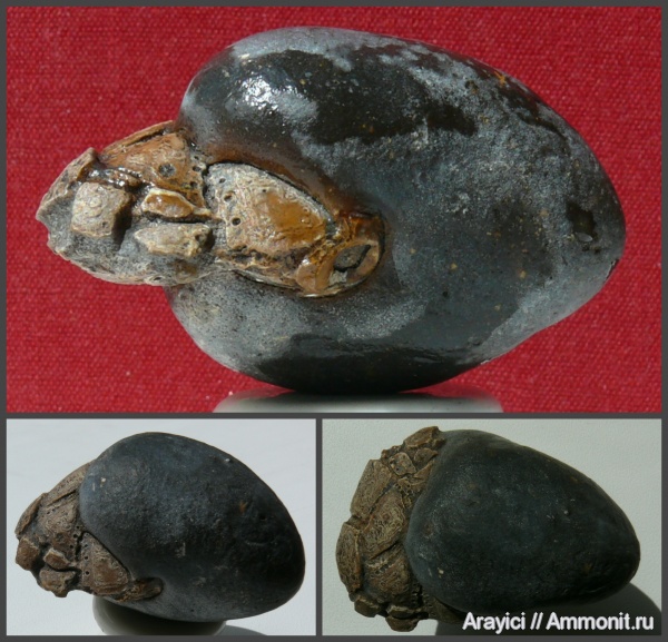 морские ежи, Украина, Echinoidea, неправильные морские ежи, Turonian, Upper Cretaceous, Perischoechinoidea