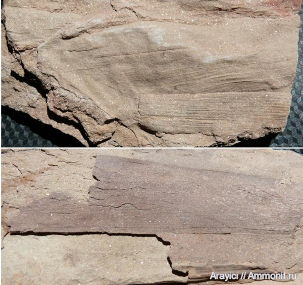 карбон, Carboniferous, Украина, кордаиты, Cordaites, башкирский ярус, Нововолынск