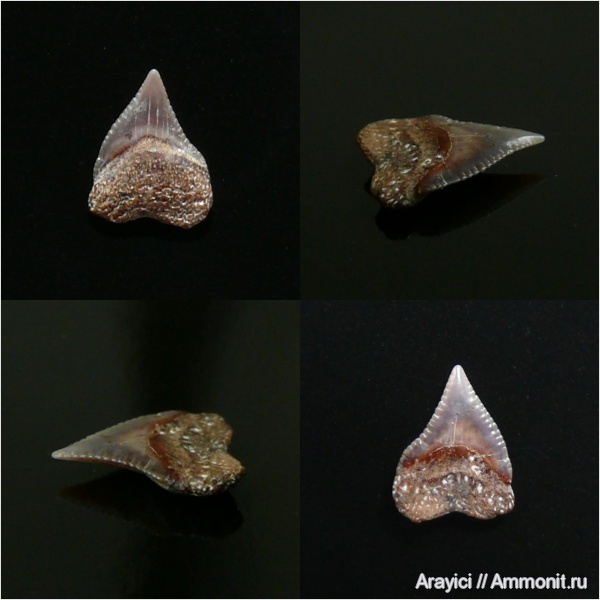 Украина, Squalicorax, Chondrichthyes, Lamniformes, Anacoracidae, Upper Cretaceous, shark teeth, Радошинский песчаный карьер
