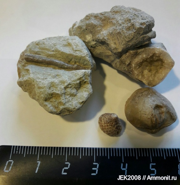 ордовик, Путиловский карьер