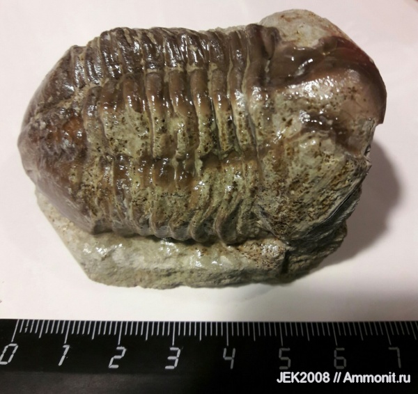 трилобиты, Путиловский карьер