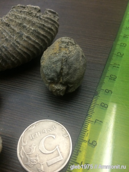 аммониты, Еганово