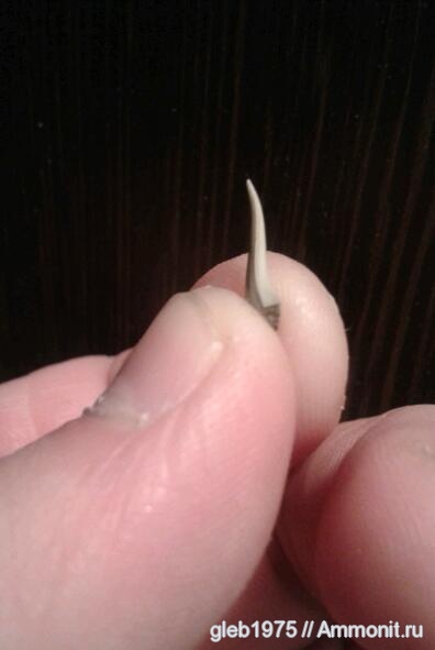 рыбы, зубы, акулы