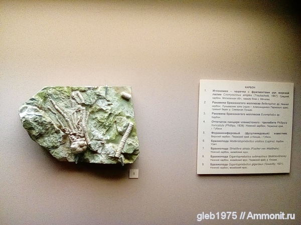 морские лилии, Dicromyocrinus