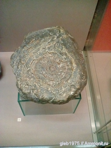 аммониты