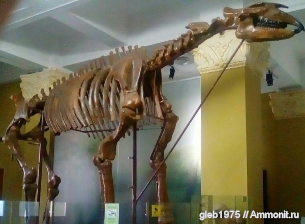 носороги, средний олигоцен