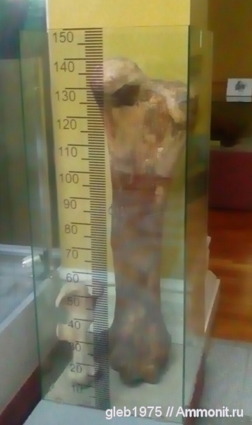 млекопитающие