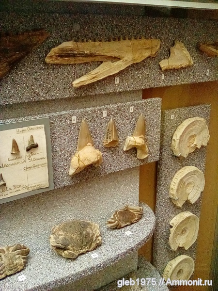 рептилии, акулы