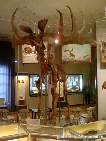 Большерогий олень