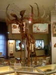 Уральский музей природы. Широкорогий или исполинский олень