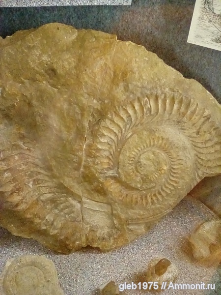 рыбы, Helicoprion