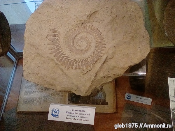 акулы, зубы акул, Helicoprion