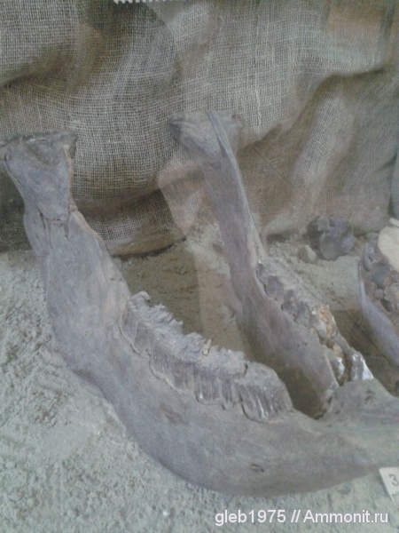 плейстоцен