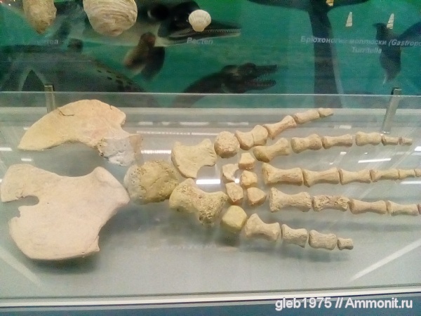 Волгоградский музей, элемент ласта морской рептилии