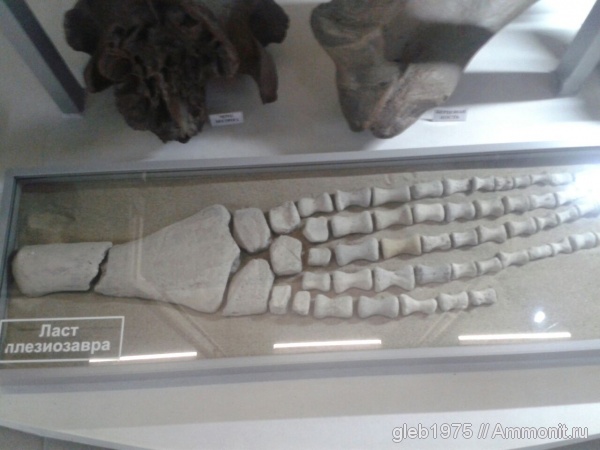 плезиозавры, Волгоградский музей