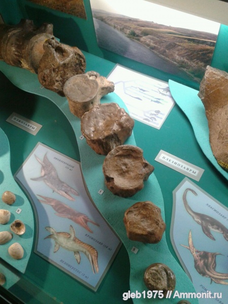 юра, плезиозавры, плиозавры, позвонки