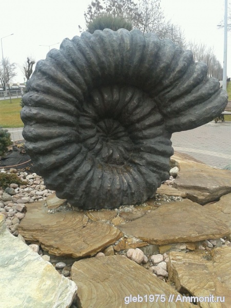 аммониты