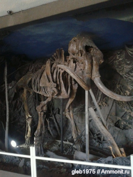 музеи, ОГИК музей