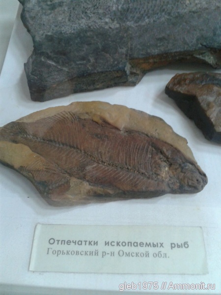 рыбы, ОГИК музей