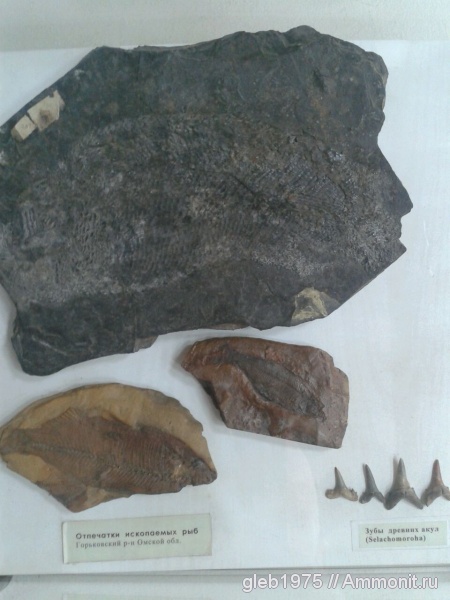 музеи, ОГИК музей