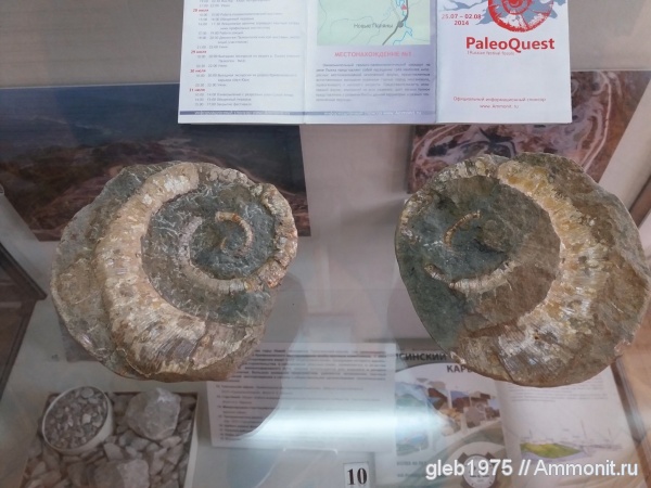 музеи, Crioceratites