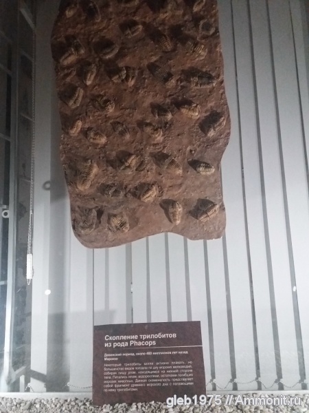 трилобиты, музеи, Новосибирский музей природы