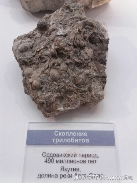 музеи, Новосибирский музей природы