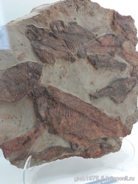 музеи, Новосибирский музей природы