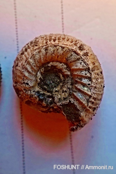 аммониты, оксфордский ярус