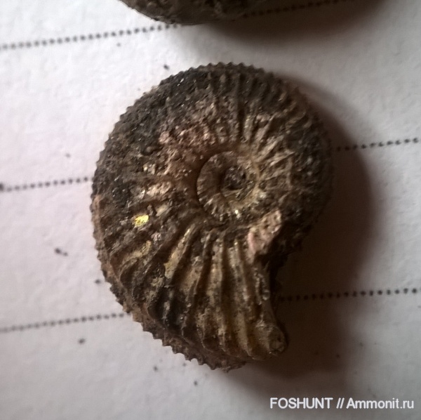 аммониты, юрский период, Amoeboceras, оксфордский ярус