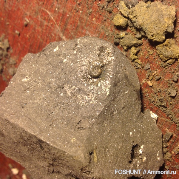 аммониты, оксфордский ярус