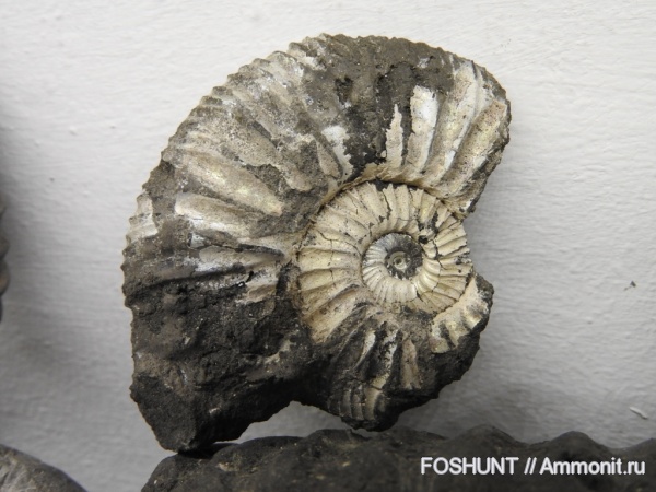 Virgatites, юрский период, Virgatites pallasianus, волжский век