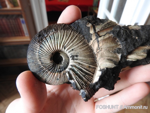 Virgatites, юрский период, Virgatites gerassimovi, волжский век