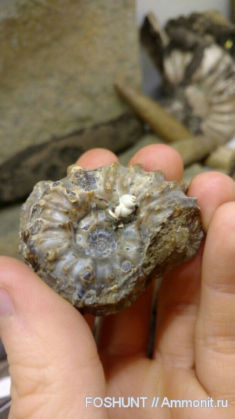 гастроподы, мел, Douvilleiceras