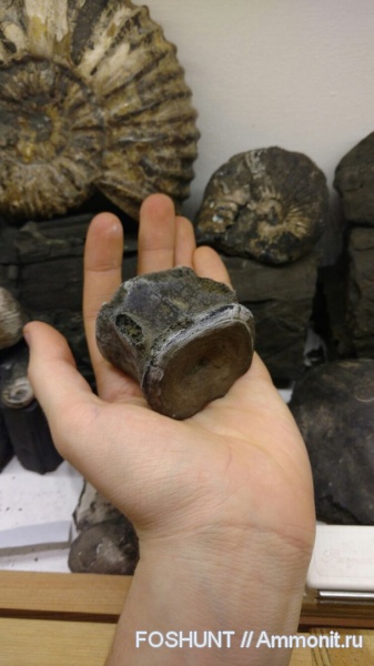 юрский период, плезиозавры, волжский ярус, морские ящеры