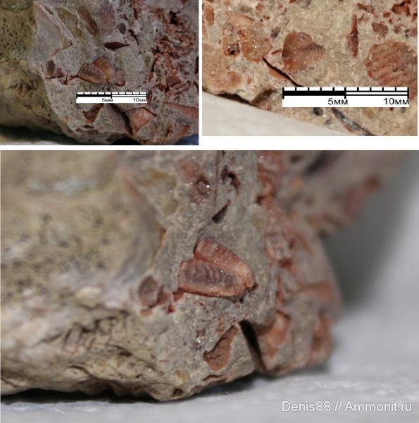 трилобиты, нижний карбон, серпуховский ярус, тарусский горизонт, Paladin mucronatus