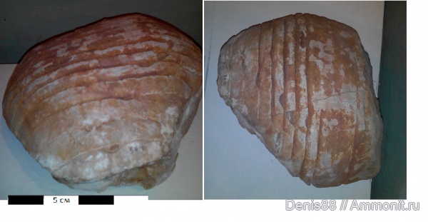 нижний карбон, Ленинградская область, серпуховский ярус, Calchasiceras, Oncoceratida