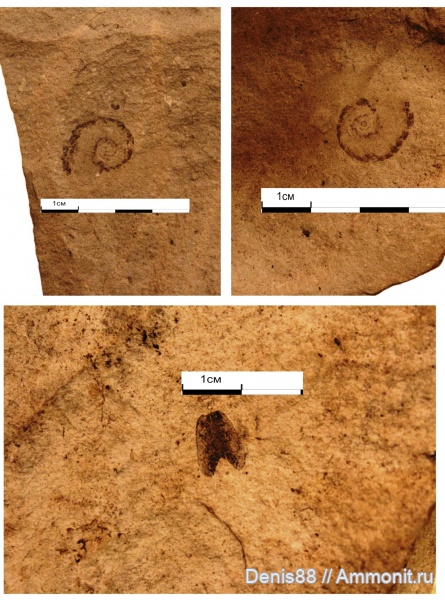 Ammonoidea, Agoniatitida, франский ярус, анаптихи, доманиковая свита